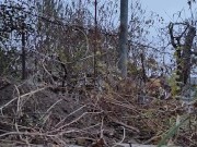 I am pruning the grapes. 12/16