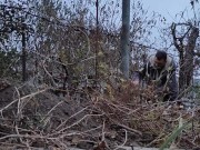 I am pruning the grapes. 13/16