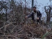 I am pruning the grapes. 15/16