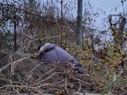 I am pruning the grapes. 7/16