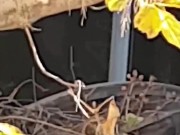 Littleangel84 - Sodomisée par mon voisin S01E04 1/16