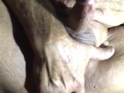 Guy cums from prostrate massage 15/16