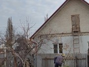 Late apple tree. 7/16