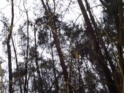 За 5 минут до Нового года вылизала мне попку в тёмном лесу 1/16