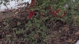 Let's Watch Snow White Play with her Pussy Under the Tree.