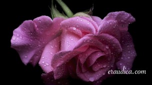 You Blossom - Erotic Freeverse - Erotic Audio Performed by Eve's Garden