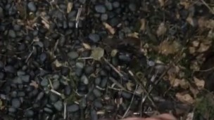 Masturbate my phimosis penis while peeling.My glans is red