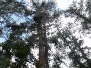 Caminata por el bosque con chica de myre.vip termina con una mamada al aire libre 8/16