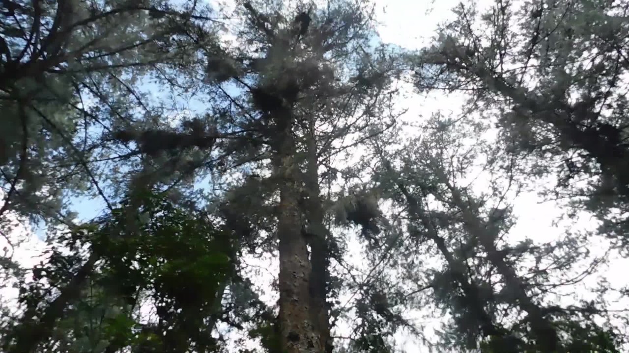 Virgin boy receives his first blowjob in a public park in Medellín - RedTube