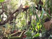 Sex vlog, Thailand mountain Masturbation in outdoor with beautiful big boobs girl & creampied 10/16