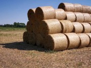 Tittenbehandlung mitten auf dem Feld - Directors cut 1/16