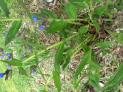 Mature BBW outdoor pissing and hairy pussy POV. 10/16