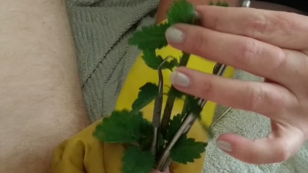 BDSM CBT Urethral Sounding Medical Play Cock Torment - Nettles & Dental Probes - RedTube