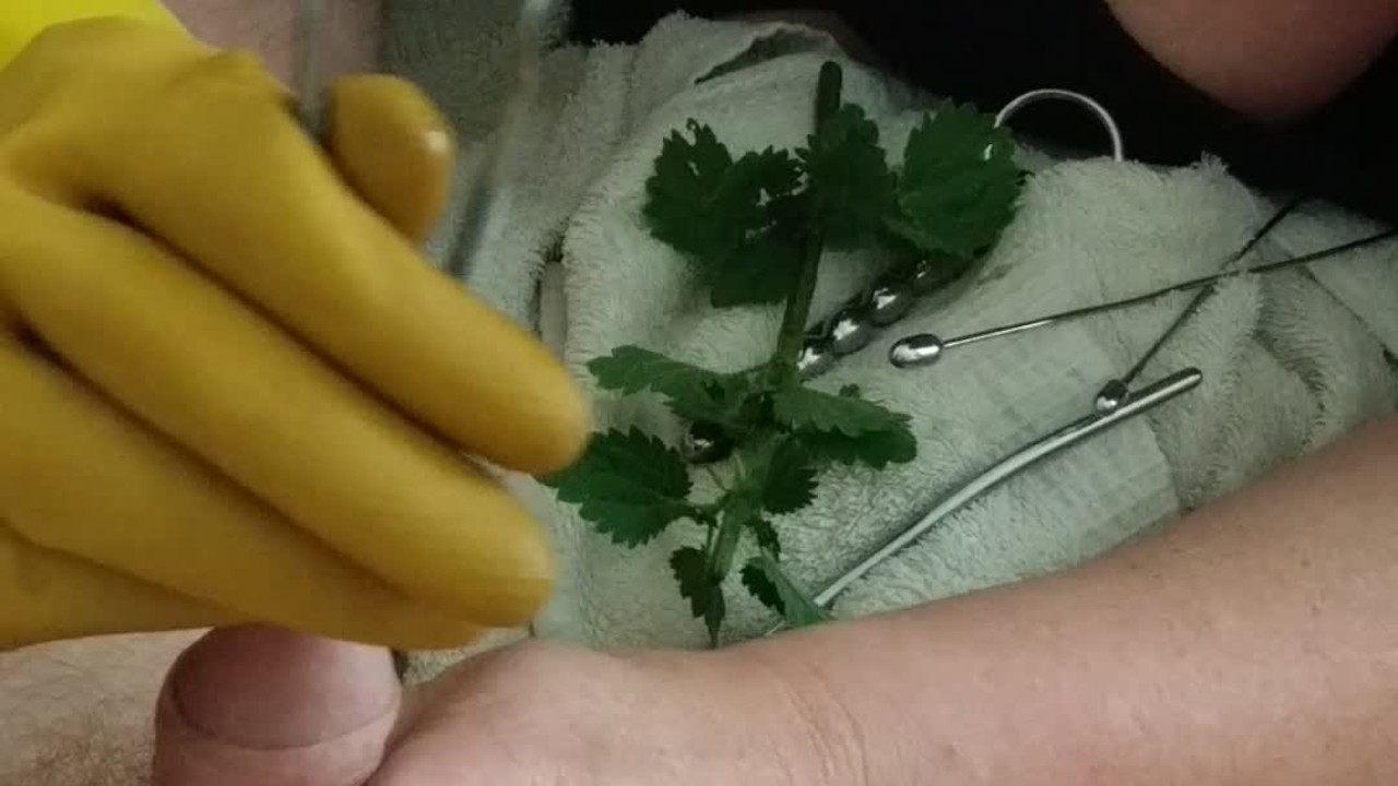 BDSM CBT Urethral Sounding Medical Play Cock Torment - Nettles & Dental Probes - RedTube