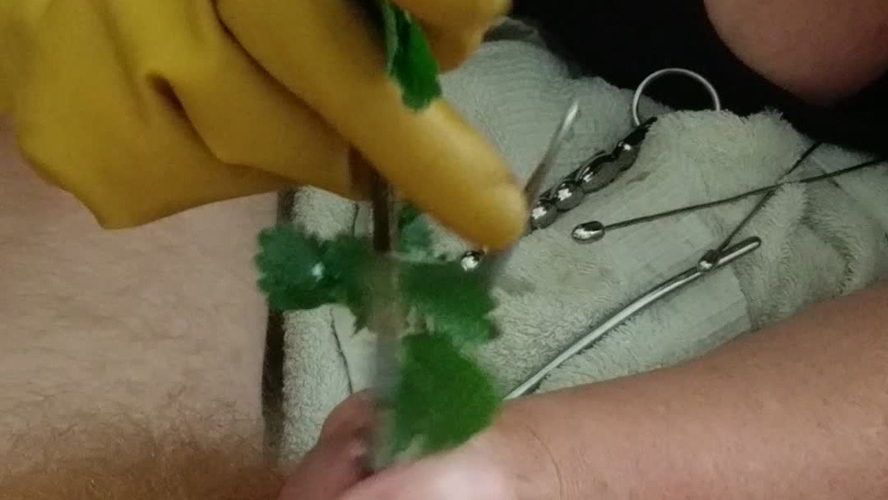 BDSM CBT Urethral Sounding Medical Play Cock Torment - Nettles & Dental Probes - RedTube