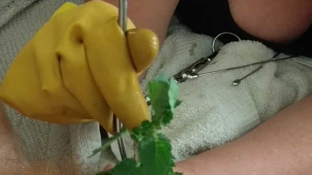 BDSM CBT Urethral Sounding Medical Play Cock Torment - Nettles & Dental Probes - RedTube