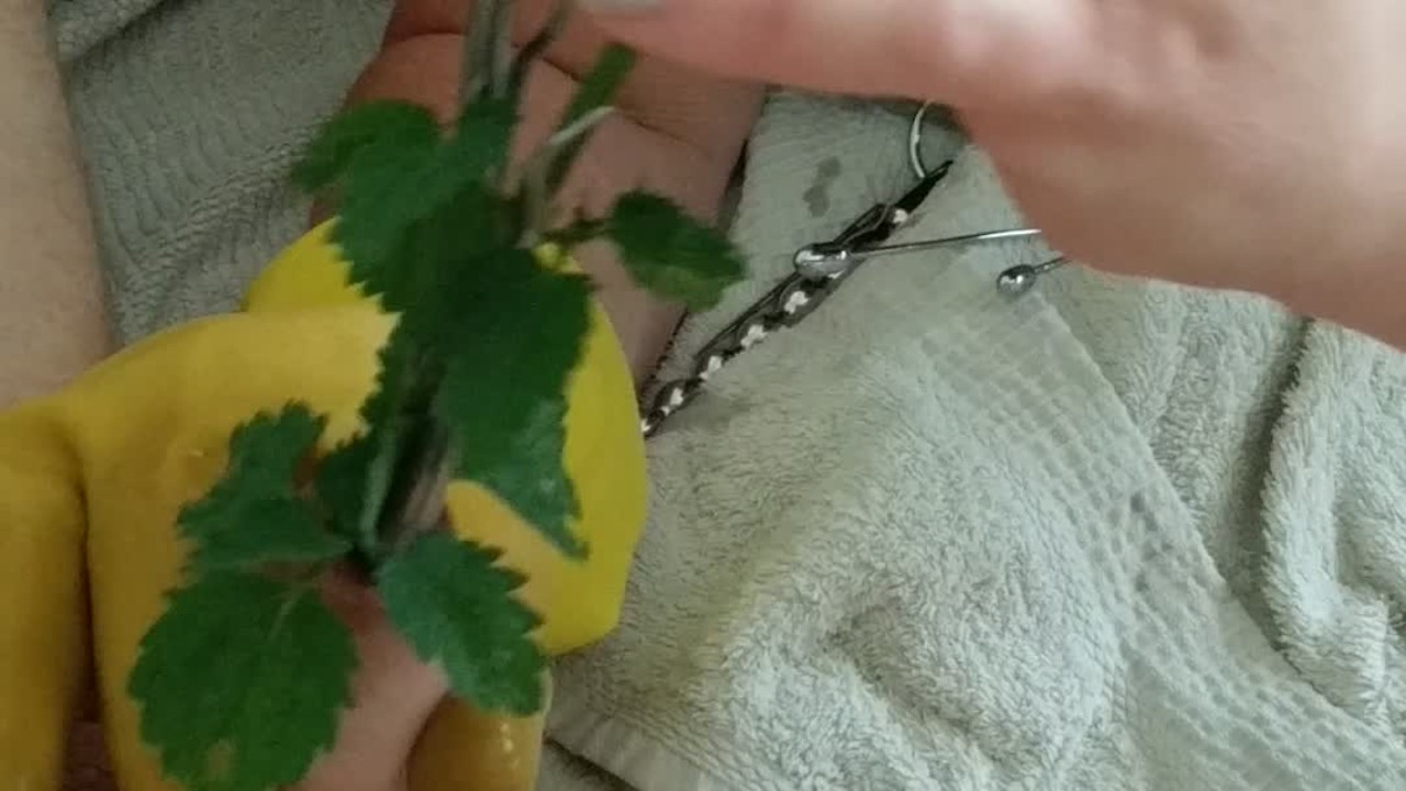 BDSM CBT Urethral Sounding Medical Play Cock Torment - Nettles & Dental Probes - RedTube