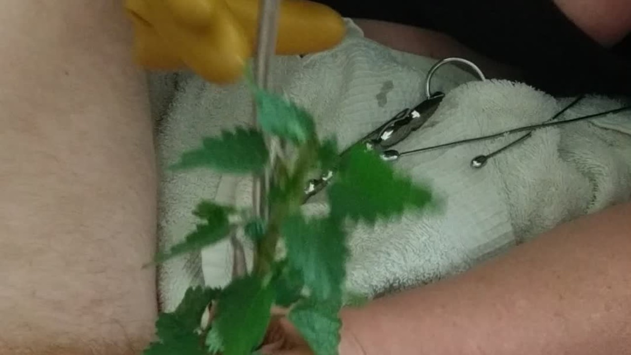 BDSM CBT Urethral Sounding Medical Play Cock Torment - Nettles & Dental Probes - RedTube