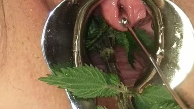 BDSM Pussy Torture - Speculum Stretched Nettles in her Peehole & Vagina Till she pisses herself