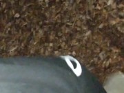 Sorority Leader Sucks Cock after Party on College Quad 2/16