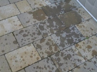 Hammer Squirting Mega spritzig ich bewässere den Garten
