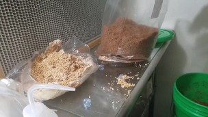 How I do Grain Spawn! (Deleted by Youtube)