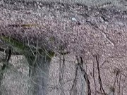Taking a piss in wv Woods almost got caught by The Neighbors