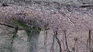 Taking a piss in wv Woods almost got caught by The Neighbors