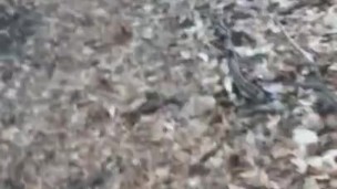 Caught in the woods guy giving trans girl bj on trail