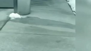 Guy at pool went in bathroom showed his dick