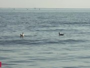 Mia Richi - Pickup artist drills nice tourist 1/16