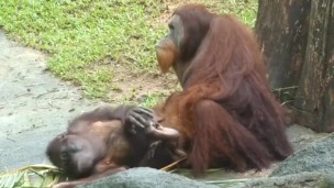人目を気にせず濃厚SEXをするオラウータンカップル
