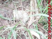 CHUBBY WIFE OUTDOOR fuck with EX-BOYFRIEND 2/16