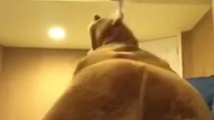  Teen smacks and bounces his ass in cute moose onesie