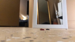 Tiny Car Crush