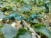 Your giantess crushes shrunken soldiers in the garden with these huge boots 12/16