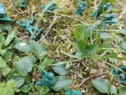 Your giantess crushes shrunken soldiers in the garden with these huge boots 2/16