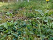 Your giantess crushes shrunken soldiers in the garden with these huge boots 3/16