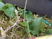 Your giantess crushes shrunken soldiers in the garden with these huge boots 5/16