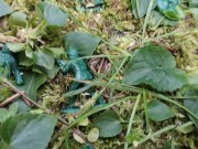 Your giantess crushes shrunken soldiers in the garden with these huge boots 6/16