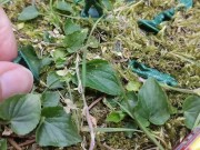 Your giantess crushes shrunken soldiers in the garden with these huge boots 7/16