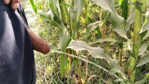 Big cock pissing in corn field 