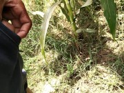 Pissing in corn field_pies video 