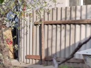 Blooming cherry 12/16