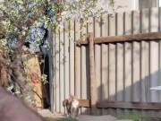 Blooming cherry 14/16