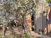 Blooming cherry 6/16