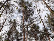 Меня с девушкой застукала прохожая в лесу, которая наблюдала за нашим сексом - lesbian_illusion 13/16