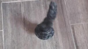Rex BD Flip