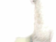 Hard blowjob before fuck part1 5/16