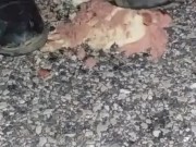 Hotdog stomping with boots